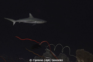 deep dive  with fierce current by Cipriano (ripli) Gonzalez 